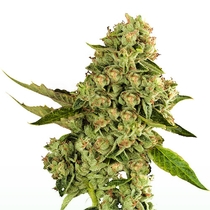 OG Cheese Feminised (Dispensario Seeds) Cannabis Seeds