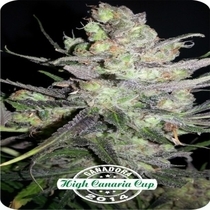Auto Clinical Mass (Dispensario Seeds) Cannabis Seeds