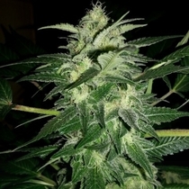  Auto Cream Bubblegum (Dispensario Seeds) Cannabis Seeds