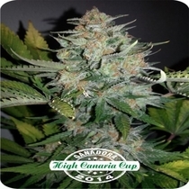 Auto NL Aurora Autoflowering (Dispensario Seeds) Cannabis Seeds