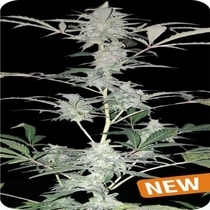 Auto Old School Hashplant Autoflowering (Dispensario Seeds) Cannabis Seeds