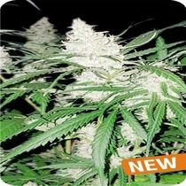 Lemon Ammo Feminised (Dispensario Seeds) Cannabis Seeds