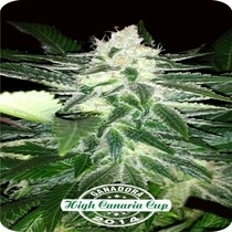 Queen Widow Feminised (Dispensario Seeds) Cannabis Seeds