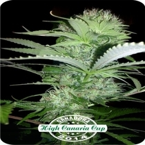 Rehab 47 Feminised (Dispensario Seeds) Cannabis Seeds