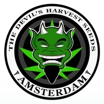 Shoreline Regular (Devils Harvest Seeds) Cannabis Seeds