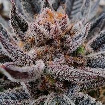 Limosa Feminised (Black Farm Genetix Seeds) Cannabis Seeds