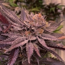 Lamponi Feminised (Black Farm Genetix Seeds) Cannabis Seeds
