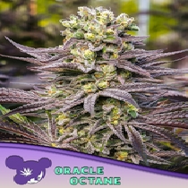 Oracle Octane Feminised Cannabis Seeds