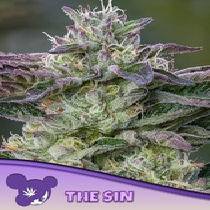The Sin Feminised (Anesia Seeds) Cannabis Seeds