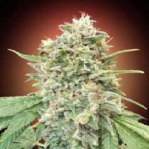 Strawberry Banana Feminised (Advanced Seeds) Cannabis Seeds