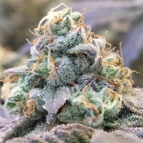 Zlurpi Femenised (Grounded Genetics) Cannabis Seeds