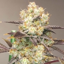 Vitamin Z Feminised (Grounded Genetics) Cannabis Seeds
