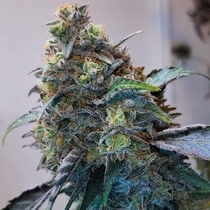 Zilk Road Feminised (Grounded Genetics) Cannabis Seeds
