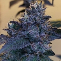 Raspberry Z Feminised (Grounded Genetics) Cannabis Seeds