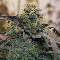 Bizcocho Feminised (Grounded Genetics) Cannabis Seeds