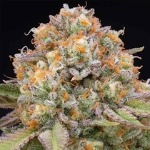 Candy Gas Feminised (Grounded Genetics) Cannabis Seeds