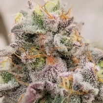 Blue Fizz Feminised (Grounded Genetics) Cannabis Seeds