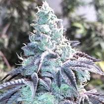 Z Pointer Feminised (Grounded Genetics) Cannabis Seeds