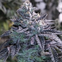 Guava Jelly Regular (Grounded Genetics) Cannabis Seeds