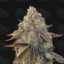 Auto Bacio Gelati (Terp Treez) Cannabis Seeds