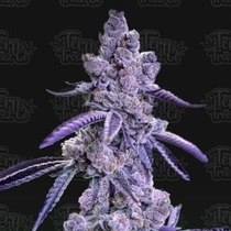 Auto Blue Nerdz (Terp Treez) Cannabis Seeds