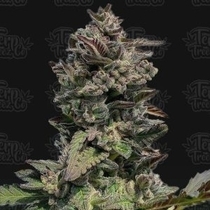 Auto Forbidden Mints (Terp Treez) Cannabis Seeds