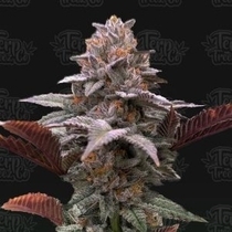 Auto Oreoz x Orange Punch (Terp Treez) Cannabis Seeds
