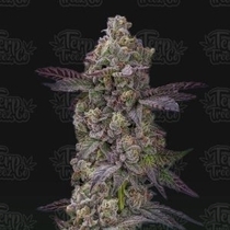 Auto Tre Lime Sorbetto (Terp Treez) Cannabis Seeds