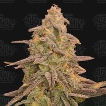 Bizcoffi feminised (Terp Treez) Cannabis Seeds