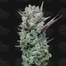 Blue Nerdz feminised (Terp Treez) Cannabis Seeds