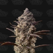 Ice Kreme Cake (Terp Treez) Cannabis Seeds