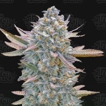 Lemon Zushi (Terp Treez) Cannabis Seeds