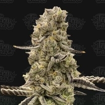 Mochi Mints (Terp Treez) Cannabis Seeds