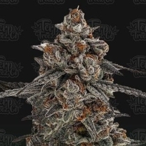 Oreoz x Orange Punch feminised (Terp Treez) Cannabis Seeds