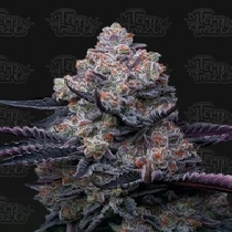 RS11 Feminised (Terp Treez) Cannabis Seeds