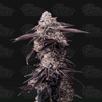 Zoap #39 (Terp Treez) Cannabis Seeds