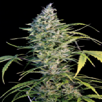 Big Monster Flow Feminised Cannabis Seeds