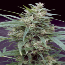 Cannape Feminised Cannabis Seeds