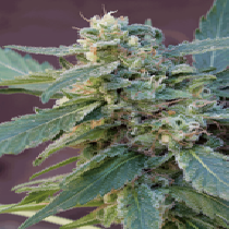 Sweet Carrot Jam Feminised Cannabis Seeds