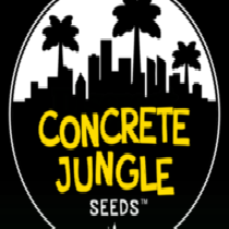 Auto Blueberry Feminised Cannabis Seeds