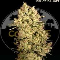 Bruce Banner Feminised Cannabis Seeds