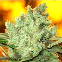 Concrete Banana Feminised Cannabis Seeds