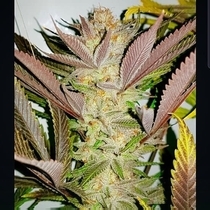 Concrete Zkittlez Feminised Cannabis Seeds