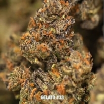 Gelato 33 Feminised Cannabis Seeds