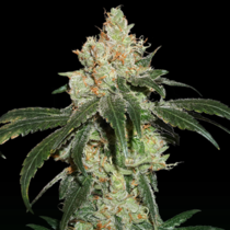 Nicole Cream (SeedStockers Seeds) Cannabis Seeds