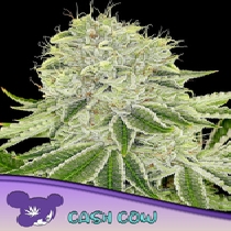 Cash Cow Feminised (Anesia Seeds) Cannabis Seeds
