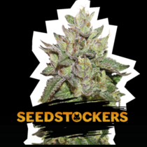Wedding Cake (SeedStockers Seeds) Cannabis Seeds