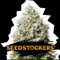 Jack Herer (SeedStockers Seeds) Cannabis Seeds