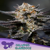 Calypso Sunrocks Feminised (Anesia Seeds) Cannabis Seeds