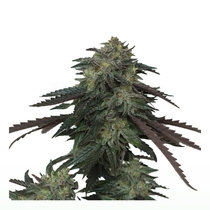  Ice Scream OG Feminised Cannabis Seeds
